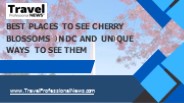 Best Places to See Cherry Blossoms in DC