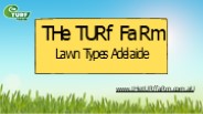 Lawn Types Adelaide