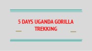 5 DAYS UGANDA GORILLA TREKKING