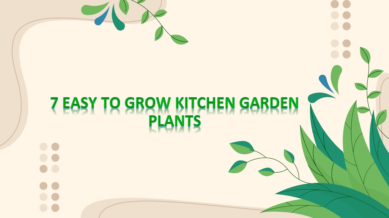 7 Easy to Grow Kitchen Garden Plants (1)
