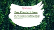 Best Plant Online