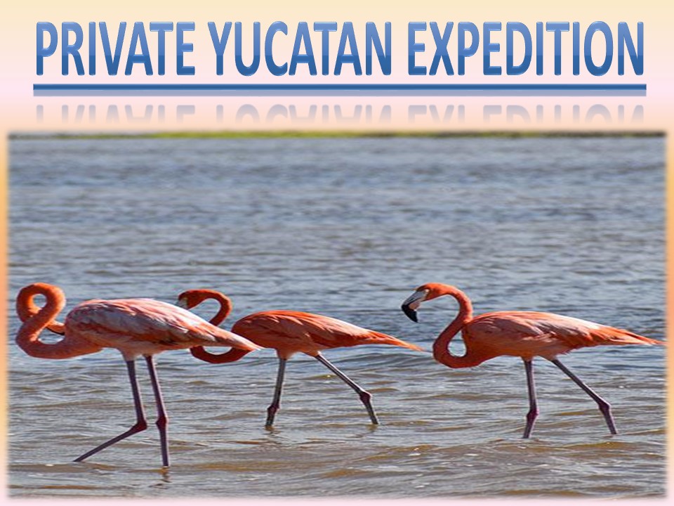 Private Yucatan Expedition