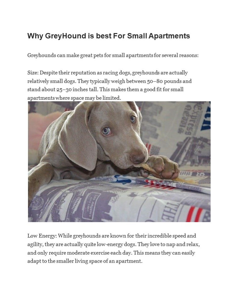 Why GreyHound is best For Small Apartments