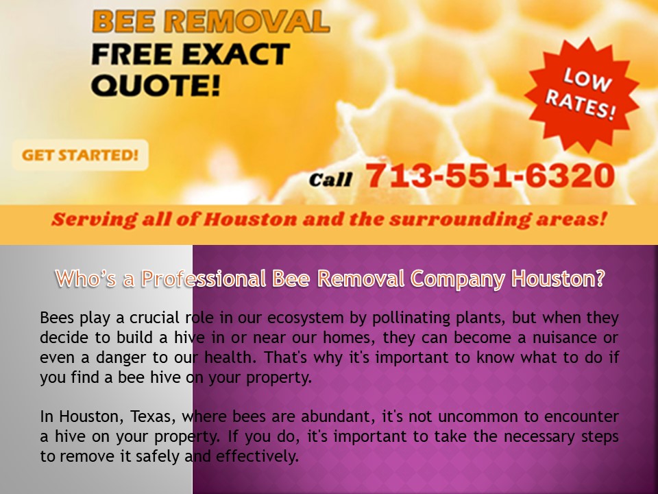 Who’s a professional bee removal company Houston?