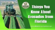 Things You Know About Avocados from Florida