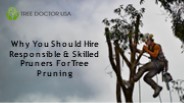 Professional Tree Pruning Services by Tree Doctor USA