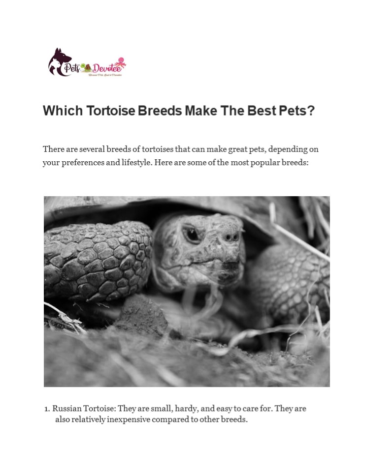 Which Tortoise Breeds Make The Best Pets?