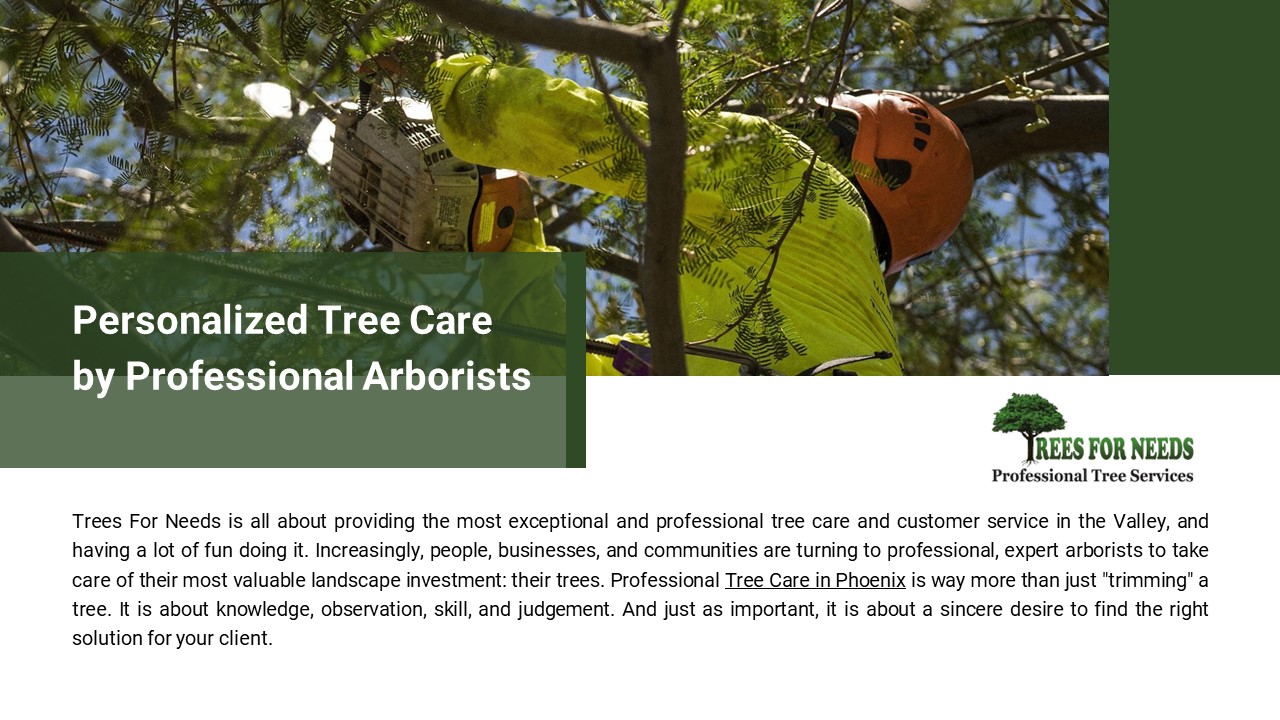 Personalized Tree Care by Professional Arborists (1)