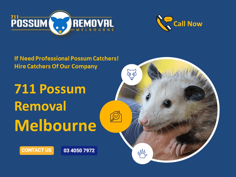 711 Possum Removal Melbourne
