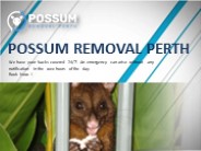 Possum Removal Perth WA