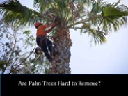 Are Palm Trees Hard to Remove?