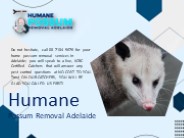 Humane Possum Removal Adelaide SA