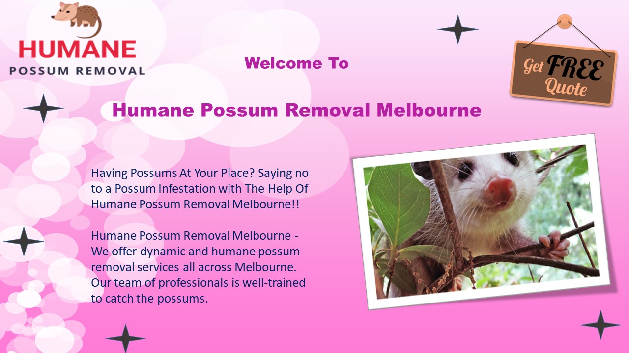 Humane Possum Removal Melbourne