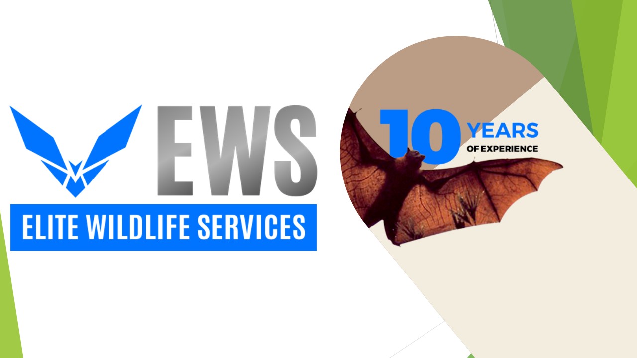 Rat Removal Houston - Elite Wildlife Services (1)