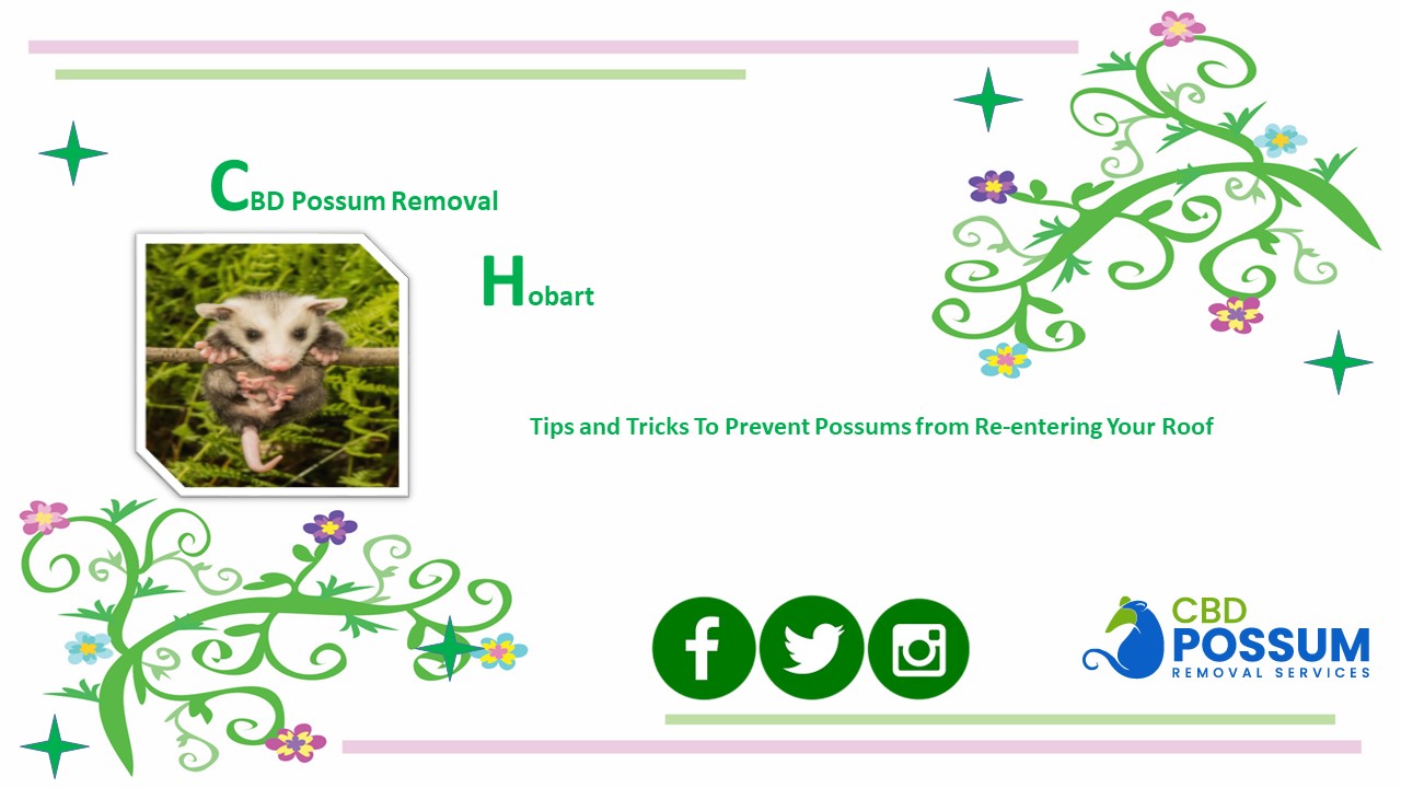 CBD Possum Removal Hobart