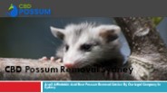 CBD Possum Removal Sydney