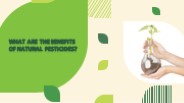 What are the benefits of Natural Pesticides?