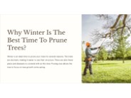 Why Winter Is The Best Time To Prune Trees?