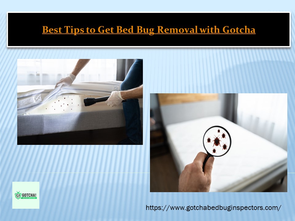 PPT Best Tips to Get Bed Bug Removal with Gotcha PowerPoint presentation free to download