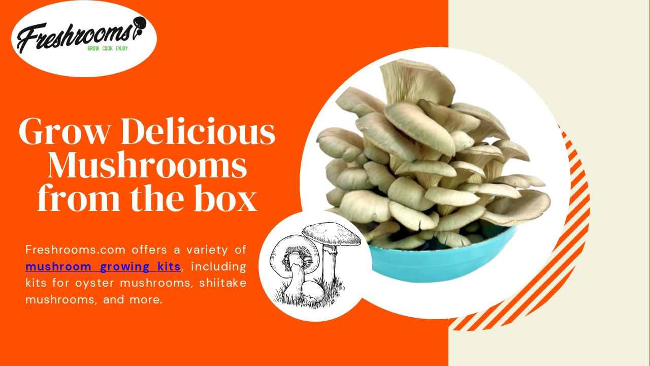 Mushroom Growing Kit