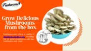 Mushroom Growing Kit