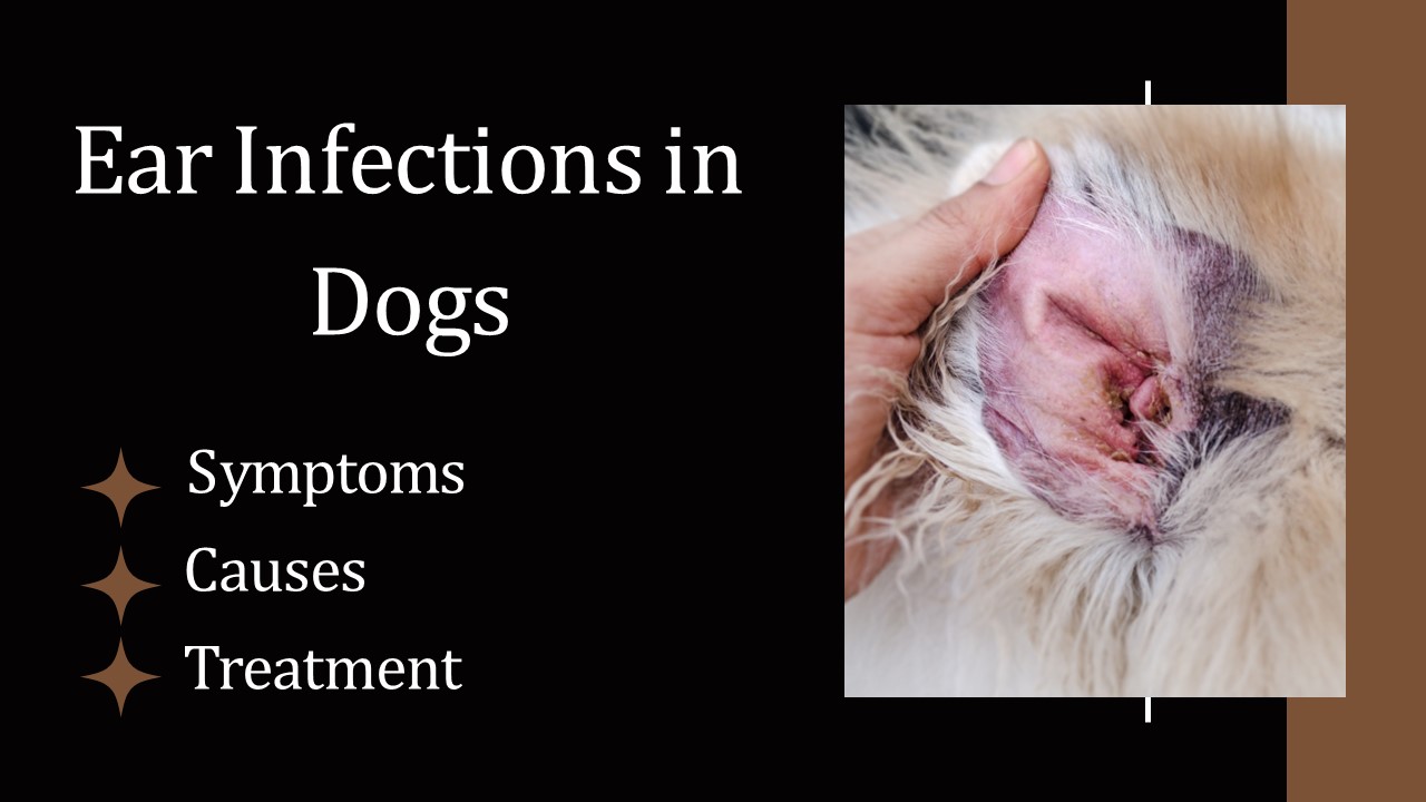 PPT Ear Infections in Dogs PowerPoint presentation free to download