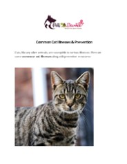 Common Cat Illnesses & Prevention