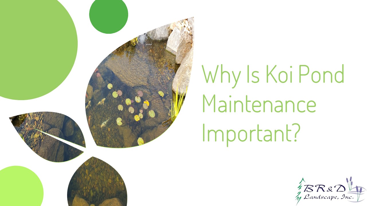 Essential Tips For Maintaining Your Koi Pond