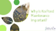 Essential Tips For Maintaining Your Koi Pond