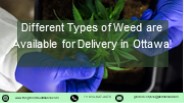 Weed Delivery in Ottawa