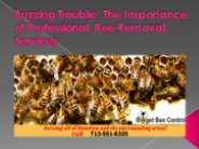 Buzzing Trouble: The Importance of Professional Bee Removal Services (1)