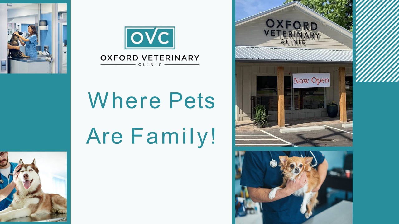 How to find the Best Vet Clinic