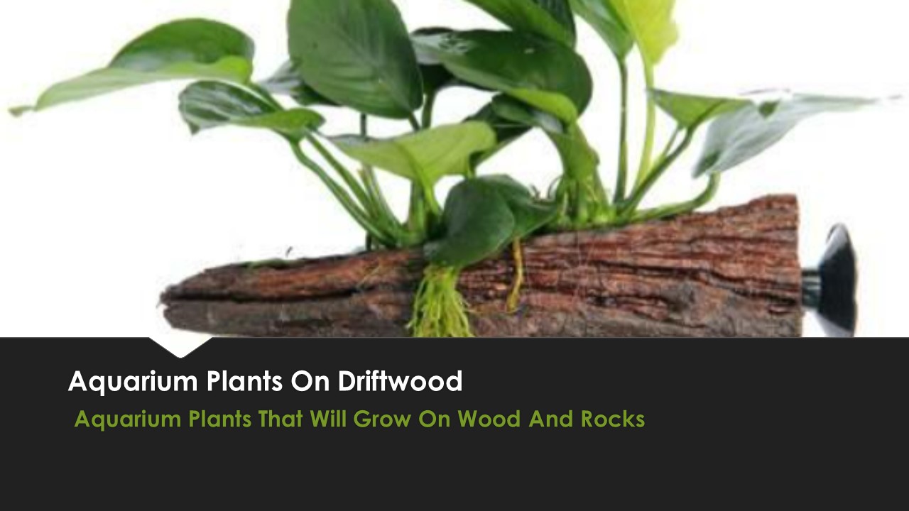 Aquarium Plants On Driftwood - Aqua Essentials