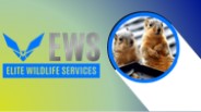 Squirrel Removal Near Me - Elite Wildlife Services