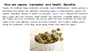 How are capers harvested and Health Benefits
