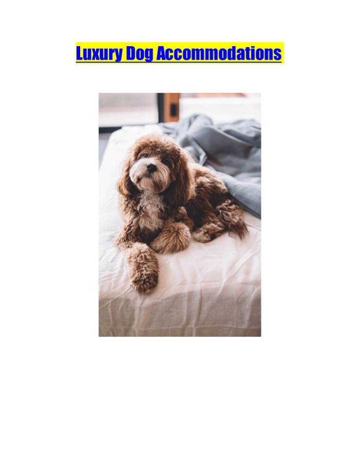 Luxury Dog Accommodations