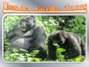 Uganda Gorilla Tours