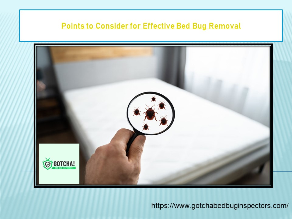 Points to Consider for Effective Bed Bug Removal