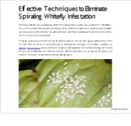 Effective Techniques to Eliminate Spiraling Whitefly Infestation