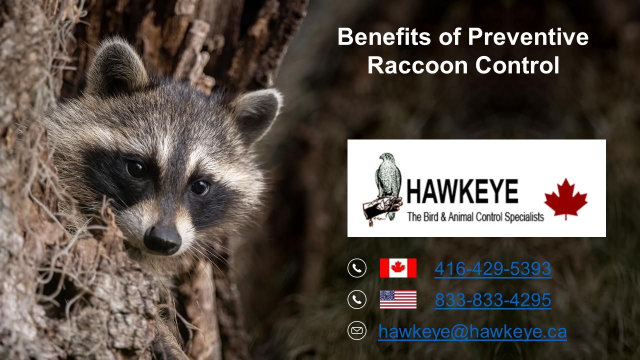 Preventive Raccoon Control: How Hawkeye Can Help Protect Your Property
