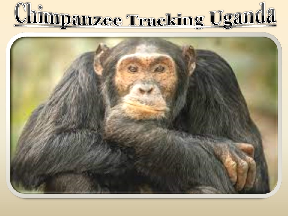 Chimpanzee Tracking Uganda