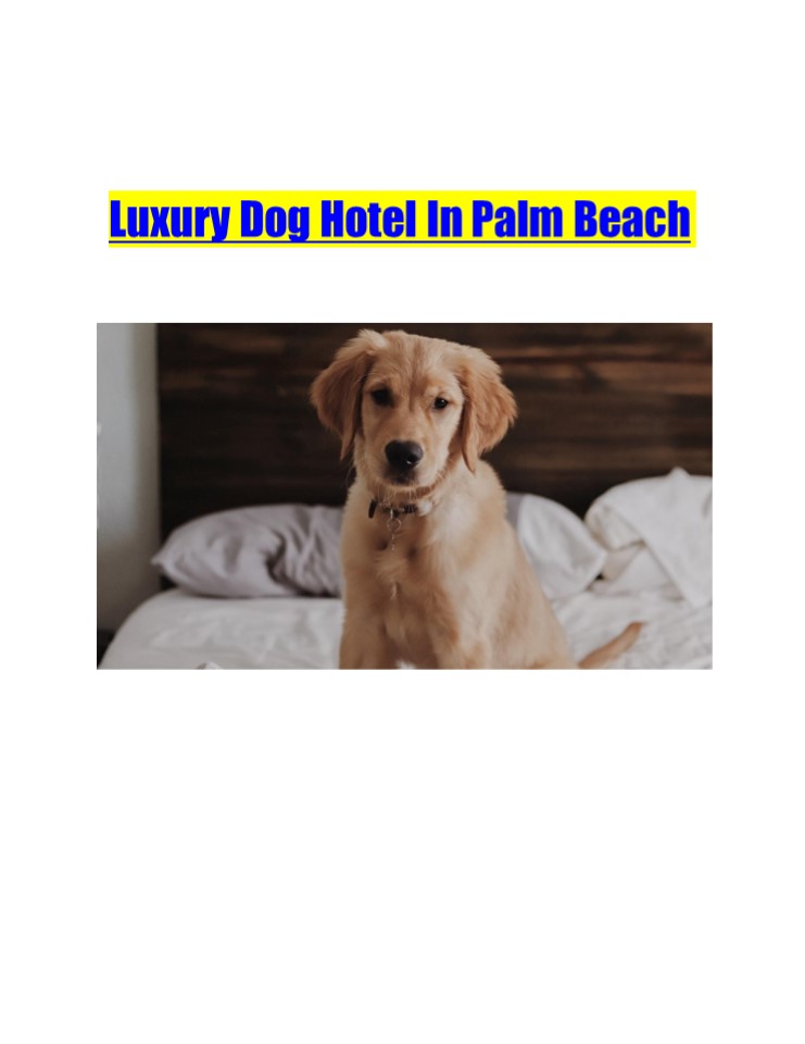 Luxury Dog Hotel In Palm Beach