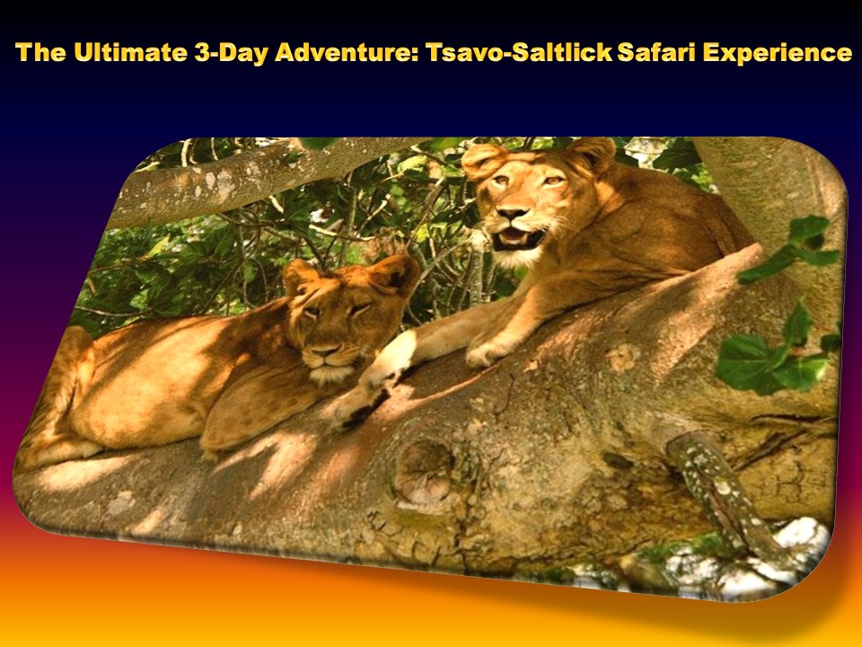 The Ultimate 3-Day Adventure: Tsavo-Saltlick Safari Experience