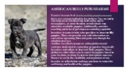 American bully pups near me