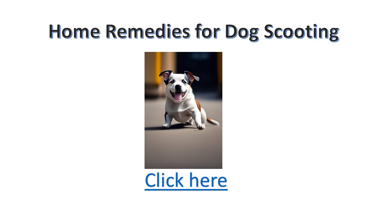 Home Remedies for Dog Scooting