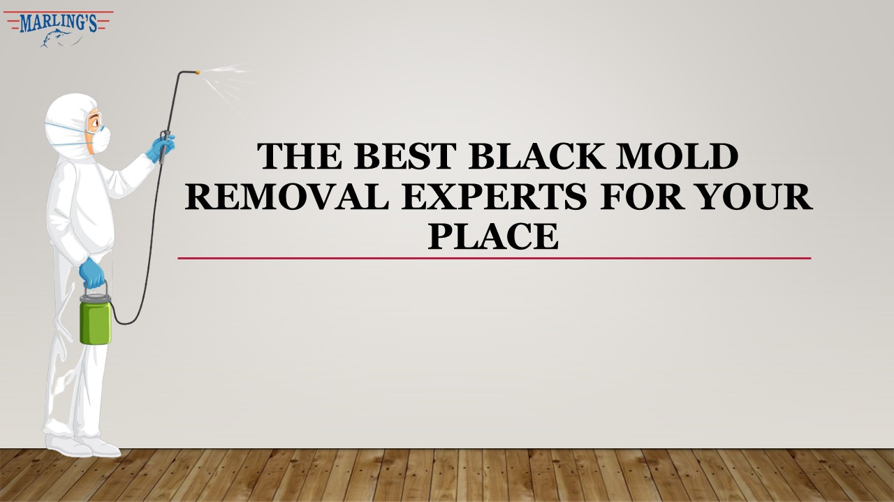 Best Black Mold Removal Experts for Your Place