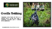 Gorilla Trekking