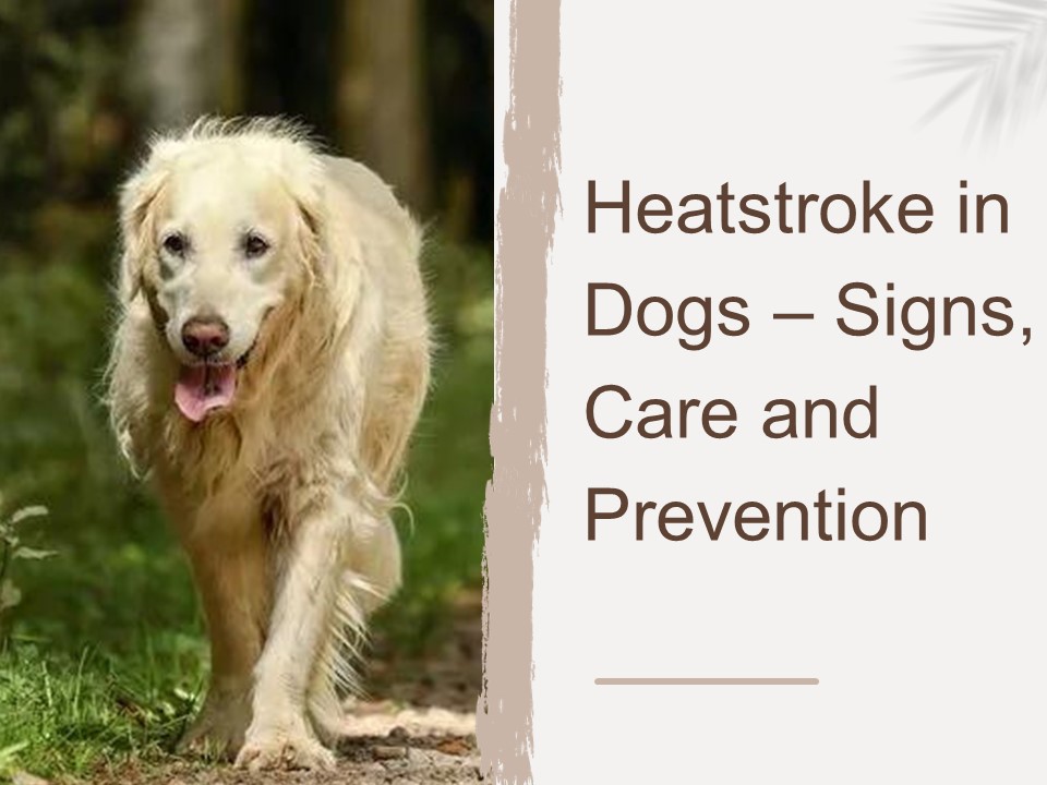 Heatstroke in Dogs – Signs, Care and Prevention