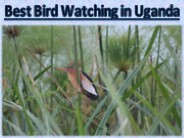 Best Bird Watching in Uganda