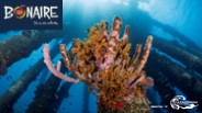 Diving in Bonaire